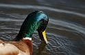 Mallard male - C